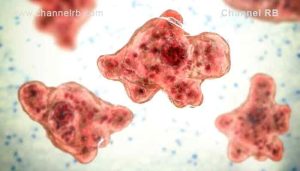 Read more about the article അമീബിക്ക് മസ്തിഷ്ക ജ്വരം സംശയം; രണ്ട് യുവാക്കൾ ചികിത്സയിൽ; രക്തസാമ്പിളുകൾ പരിശോധനയ്ക്ക്