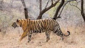 Read more about the article പുലികളെ മയക്ക് വെടിവെച്ച് പിടികൂടി മനുഷ്യജീവൻ രക്ഷിക്കണം; മുളിയാർ പീപ്പിൾസ് ഫോറം