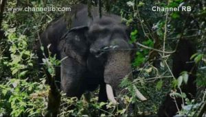 Read more about the article കാട്ടാന ആക്രമണത്തിൽ ഒരു സ്ത്രീ കൂടി കൊല്ലപ്പെട്ടു; വന്യജീവി ആക്രമണത്തിൽ കൊല്ലപ്പെടുന്നവരുടെ എണ്ണം കേരളത്തിൽ കൂടുന്നു