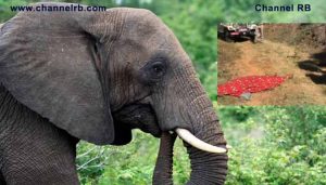 Read more about the article വീണ്ടും കാട്ടാന ആക്രമണത്തിൽ അട്ടമല സ്വദേശിയായ യുവാവിന് ദാരുണാന്ത്യം