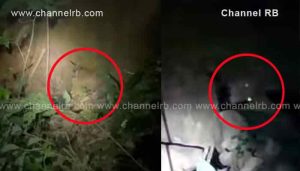 Read more about the article കാസർഗോഡ് കൊളത്തുരിൽ പുലി തുരങ്കത്തിൽ കുടുങ്ങി; പിടികൂടാനുള്ള ശ്രമം തുടരുകയാണ്; പ്രദേശത്ത് വൻ ജനക്കൂട്ടം; ഡോക്ടര്‍മാരുടെ നിര്‍ദേശങ്ങള്‍ അനുസരിച്ചാകും കാര്യങ്ങള്‍..