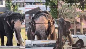 Read more about the article ശ്രീകൃഷ്ണ സ്വാമി ക്ഷേത്രത്തിൽ ഉത്സവത്തിന് എത്തിച്ച ആനയിടഞ്ഞു; നിരവധി വാഹനങ്ങൾ തകർത്തു