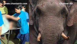 Read more about the article കാട്ടാനയുടെ ആക്രമണത്തിൽ യുവാവ് മരിച്ചു