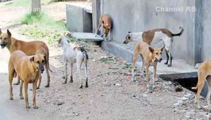 Read more about the article തെരുവ് നായയുടെ കടിയേറ്റ് മരിക്കുന്നവരുടെ എണ്ണം കൂടുന്നു; വാക്സിൻ എടുത്തിട്ടും ഫലമുണ്ടായില്ല; ആരോപണവുമായി കുടുംബം..