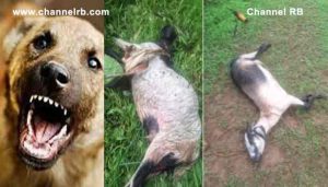 Read more about the article നാരംപാടി പുണ്ടൂരിൽ തെരുവ് നായ ആക്രമണം; രണ്ട് വലിയ ആടുകളെ കടിച്ച് കൊന്നു; ഭീതിയോടെ നാട്ടുകാർ