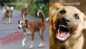 Read more about the article തെരുവ് നായ അല്ല, നായയുടെ വിലപോലും മനുഷ്യ ജീവൻ നൽകാത്ത ഭരണകൂടവും ഉദ്യോഗസ്ഥരുമാണ് നാടിന് ഭീഷണി; കണ്ണൂരില്‍ ഇന്ന് 11 പേർക്കും ഇന്നലെ 56 പേർക്കും കടിയേറ്റു; അഞ്ച് വയസ്സുകാരന് പേവിഷബാധയുടെ ലക്ഷണം