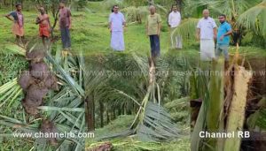 Read more about the article ദേലംപാടി പഞ്ചായത്തിലെ പരപ്പയിൽ കാട്ടാന ആക്രമണം, നിരവധി തെങ്ങുകളും കവുങ്ങും നശിപ്പിച്ചു; ഭീതിയിൽ നാട്ടുകാർ; അടിയന്തര സഹായവും ഇടപെടലും വേണമെന്ന് മുസ്ലിം ലീഗ്