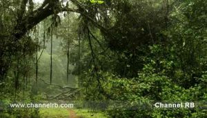 Read more about the article പശുവിനെ മേയ്ക്കാൻ ഇന്നലെ കാട്ടിലേക്ക് പോയതായിരുന്നു; തിരികെ എത്തിയില്ല; നാട്ടുകാർ രാവിലെ നടത്തിയ തെരച്ചിലിൽ മൃതദേഹം കണ്ടെത്തി; സംസ്ഥാനത്ത് വീണ്ടും..