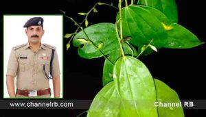 Read more about the article കേരളത്തിലെ ഗവേഷകർ പശ്ചിമഘട്ട ഭൂപ്രദേശത്തുനിന്നും പുതിയൊരു തദ്ദേശീയ കിഴങ്ങ് ഇന്നത്തെ കണ്ടെത്തി; ആദരസൂചകമായി പുതിയ അതിഥിക്ക് പോലീസുകാരൻ്റെ പേര്; രാജ്യത്തെ പോലീസിന് തന്നെ മാതൃകയായി കാസർഗോഡ് സ്വദേശിയായ DYSP