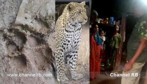 Read more about the article പുലി വീട്ടിലേക്ക് ഓടിക്കയറിയാതായി വീട്ടമ്മ, ബഹളം വെച്ചതോടെ പിന്നോട്ടോടി; വളർത്തുനായയെ പിന്തുടർന്നാണ് എത്തിയത്; ജാഗ്രതയോടെ പരിസര വാസികൾ; കാൽപ്പാടുകൾ പുലിയുടേതെന്ന് വനം വകുപ്പ്