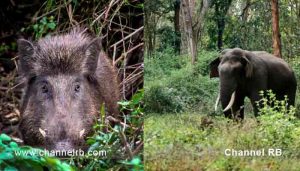 Read more about the article അക്രമകാരികളായ മൃഗങ്ങളെ കൊല്ലാൻ അനുമതി നൽകുന്ന ബില്ലിന് അംഗീകാരം നൽകി മന്ത്രിസഭ; ഇറച്ചി കഴിക്കുന്നതിനും തടസ്സമുണ്ടാകില്ല; ഗവര്‍ണറും രാഷ്ട്രപതിയും അംഗീകാരം നൽകുമോ.? സംഭവം കൂടുതൽ അറിയാം..