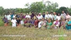 Read more about the article കാർഷിക സംസ്കൃതി വീണ്ടെടുത്ത് ചേറ്റുകുണ്ട് കീക്കാൻ മീത്തൽ വീട് തറവാട് വയനാട്ടുകുലവൻ ദേവസ്ഥാനത്ത്‌ നെൽകൃഷി വിളവെടുപ്പ് ഉത്സവം നടന്നു; കൂടുതൽ അറിയാം..