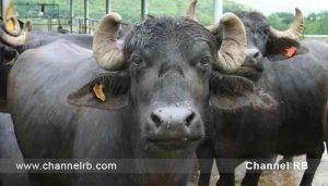 Read more about the article മഞ്ചേശ്വരത്ത് ഉത്തരേന്ത്യൻ മോഡൽ ആക്രമണം; കന്നുകാലികളെ ഇറക്കുന്നതിനിടെ ഒരു സംഘം ആളുകൾ ആക്രമിച്ചു; പരിക്കേറ്റവർ ആശുപത്രിയിൽ; കലാപത്തിനുള്ള ശ്രമമെന്ന് എം.എൽ.എ; കൂടുതൽ അറിയാം..