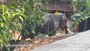 അങ്കമാലിയിലും ആനയുടെ ചവിട്ടേറ്റ് ഒരാള്‍ക്ക് ദാരുണാന്ത്യം; ലോറി ഡ്രൈവർ വിഷ്ണു എന്നയാളാണ് മരിച്ചത്; കൂടുതൽ അറിയാം..